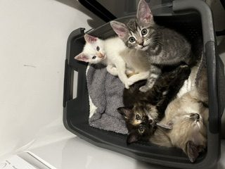 Donne 2 chatons mâles de 2 mois