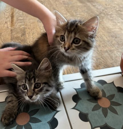 Donne 2 chatons tigrés gris