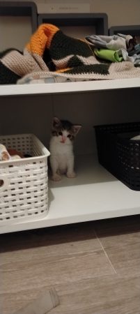 Donne 4 petits chatons
