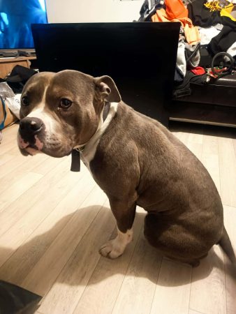 donne americain bully 4 ans