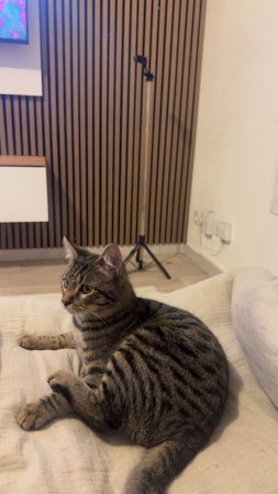 Donne chat tigre 1 an très affectueux