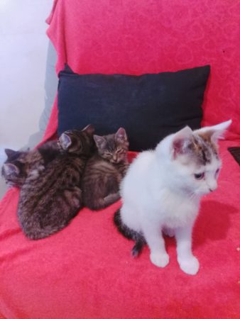 Donne chaton 4 mois