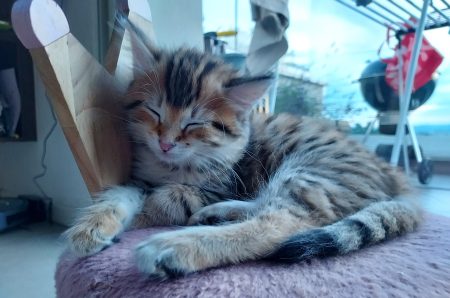 Donne chaton