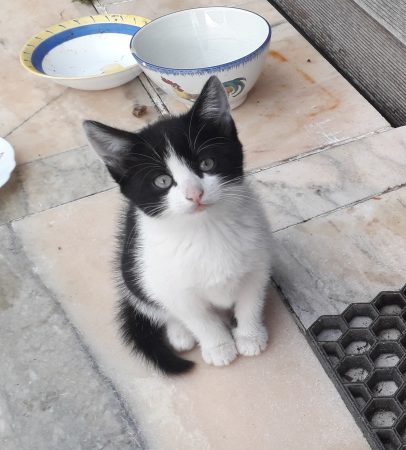 Donne chaton femelle