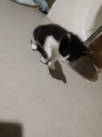 Donne chatons