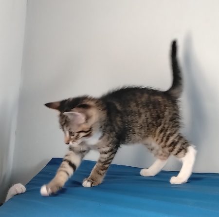 Donne chatons hyper mignon
