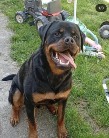 Donne chien rottweiller