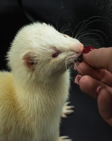 Donne furet