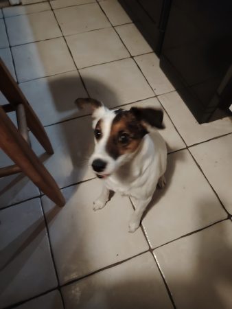 Donne Jack Russel