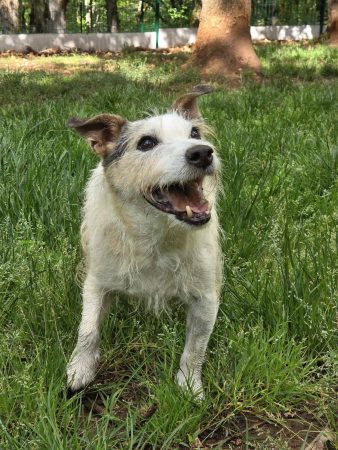 Donne mâle Jack Russel de 10an contre bon soin