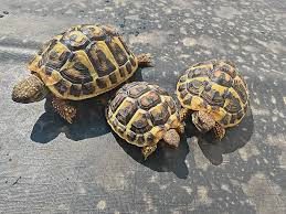 Donne tortues de terre hermann