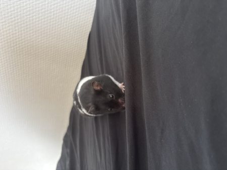 Donne un hamster 7 mois.Hamster panda.
