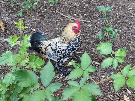 Poule et Coq Sabelpoot