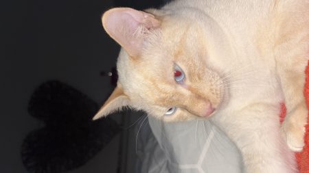 Vend chat 2 ans kiro