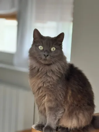 Cause départ Donne contre bons soins Chatte stérilisée en bonne santé
