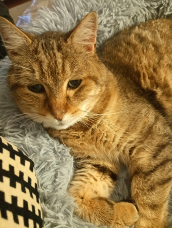 chat trouvé tigré, très affectueux