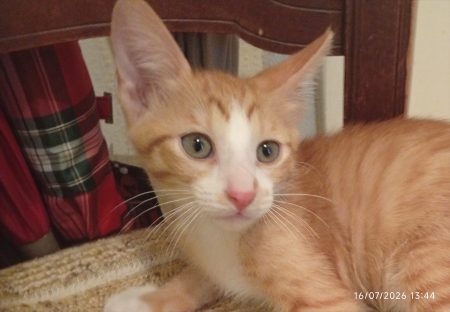 chaton karamel a donné