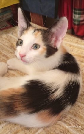 Chaton kimew à donner