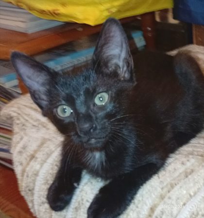 Chaton Kiura à donné