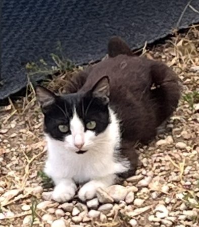 Chatte errante
