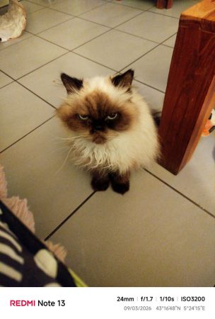 chatte persanne