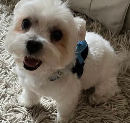 Chien bichon maltais a donner