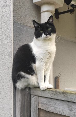 DILEMME CHERCHE UNE NOUVELLE FAMILLE !