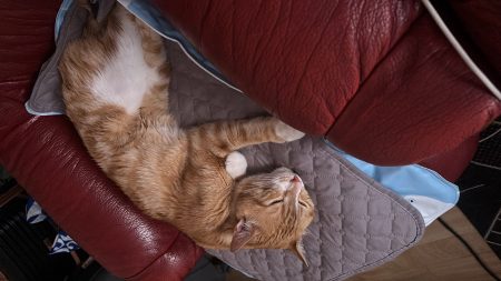 Don - chat calme et affectueux