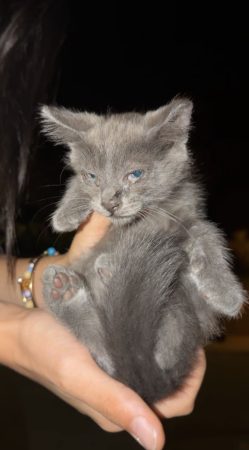 don chaton