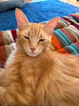 don chatte trés affectueuse