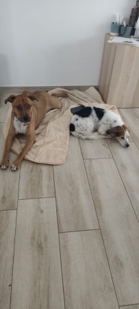 Don chien 4ans