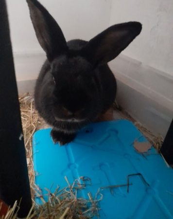 Don lapin de 1 ans edemi contre bon soin