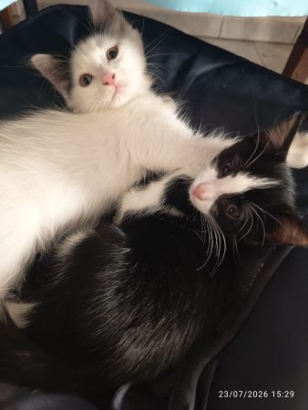 Donne 2 chatons femelles noire et blanche sevrées