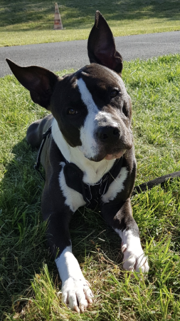 Donne Amstaff 6 ans