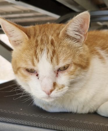 Donne chat cause déménagement