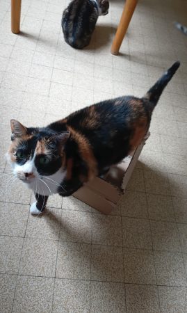 Donne chat écaille de tortue, castré et habitué aux chiens. – Chat / Chaton à donner à Chambéry (73)