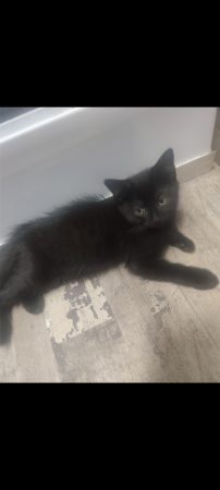 Donne chaton