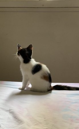 Donne chaton