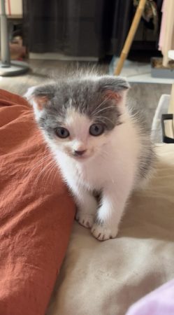 Donne chaton européen croise Scottish