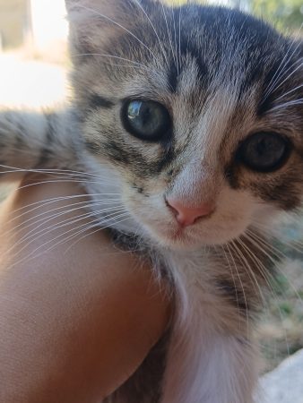 Donne chaton femelle 2 mois