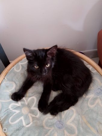 Donne chaton noir