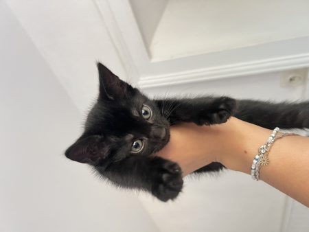 Donne chatons mâles 2 mois