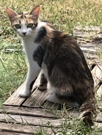 Donne chatte
