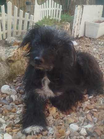 Donne chien