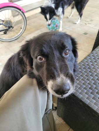 Donne chien de compagnie
