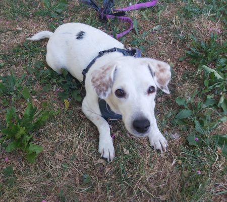 Donne chienne Jack Russel Terrier 5 ans