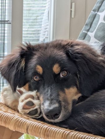 Donne chiot Berger Australien croisé Border Collie – 8 mois