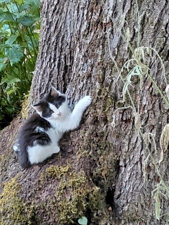 Donnes chatons