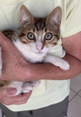 ET SI VOUS ADOPTIEZ UN PETIT LYNX ?