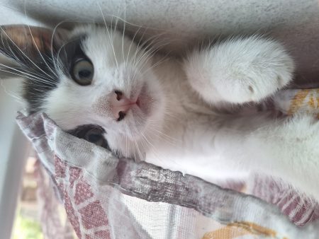 🐱 À donner : 3 adorables chatons en quête d'une famille 🐱